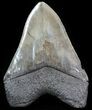 Glossy, Serrated, Megalodon Tooth - South Carolina #49937-2